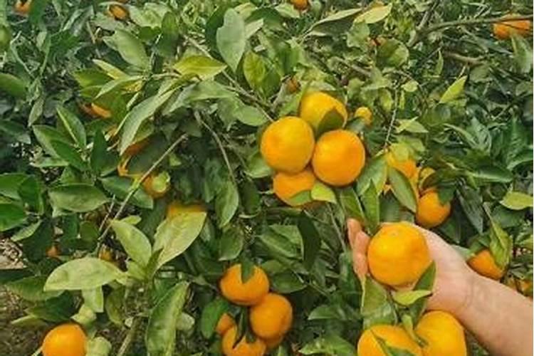 种柑橘用什么肥料最好
