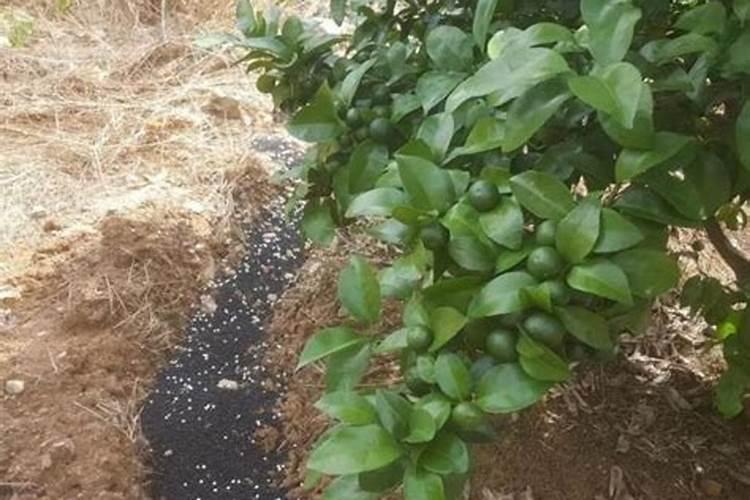 柑橘膨果期用什么肥料好？膨果期追肥用什么肥？柑橘专用叶面肥!百度...