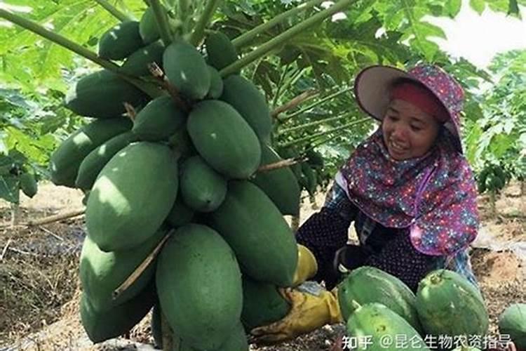 木瓜苗怎么养护和管理