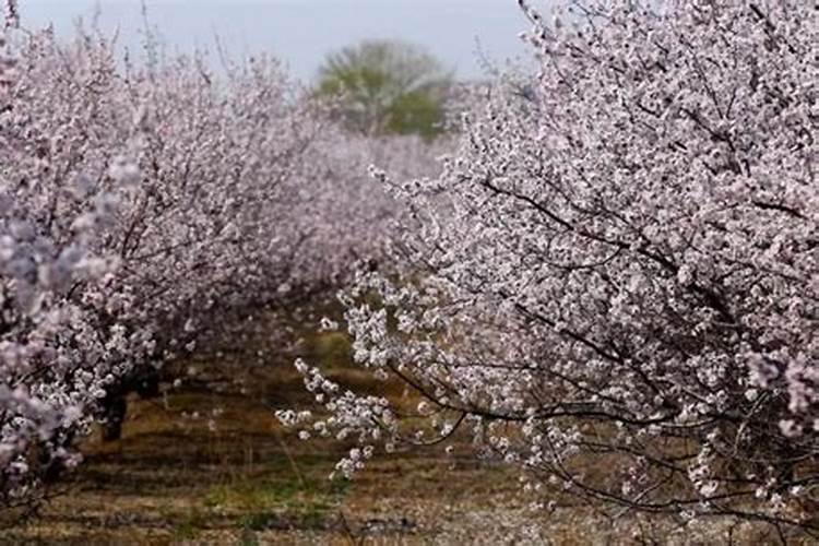 让杏子变甜的方法