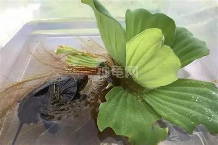 有哪些植物是先开花,然后再长叶子的？