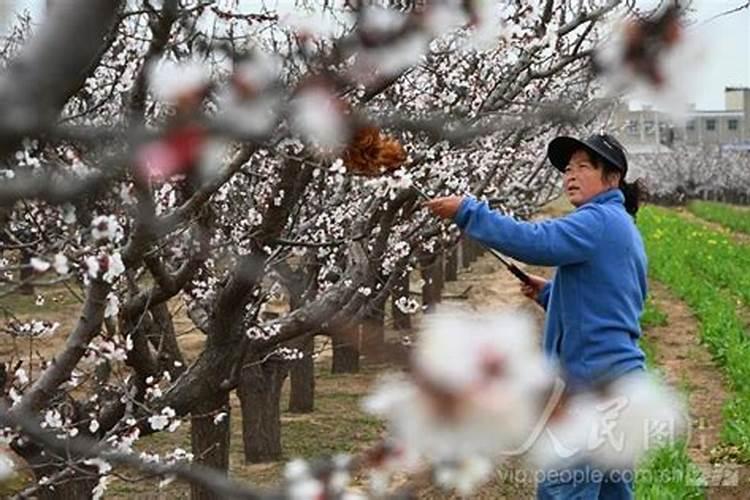 果树挂果期打什么叶面肥长的快？果树结果期用什么肥料长的好？