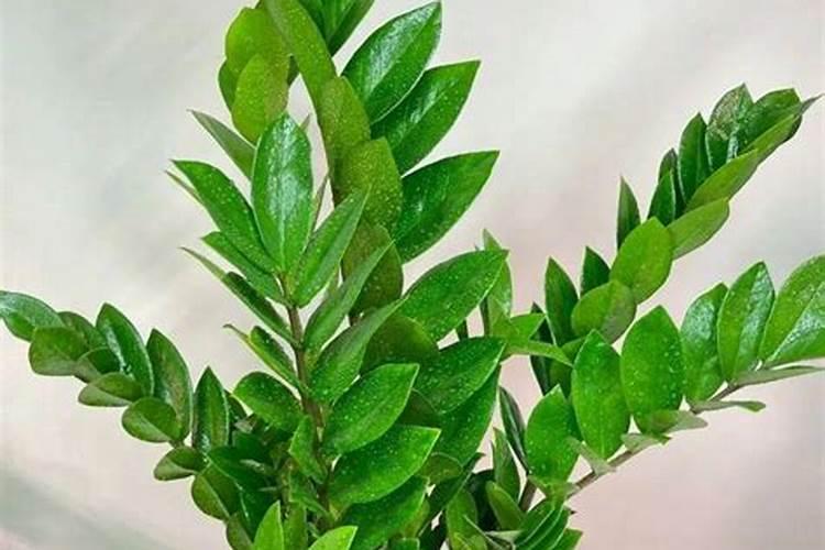 金钱树用什么肥料好