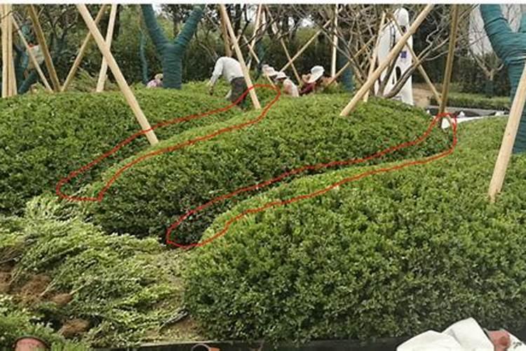 瓜子黄杨的施肥方法