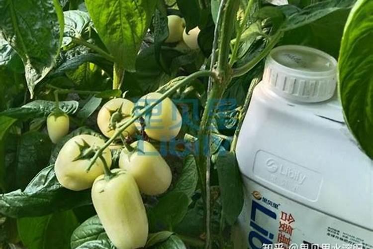 没有阳光直射能种菜吗