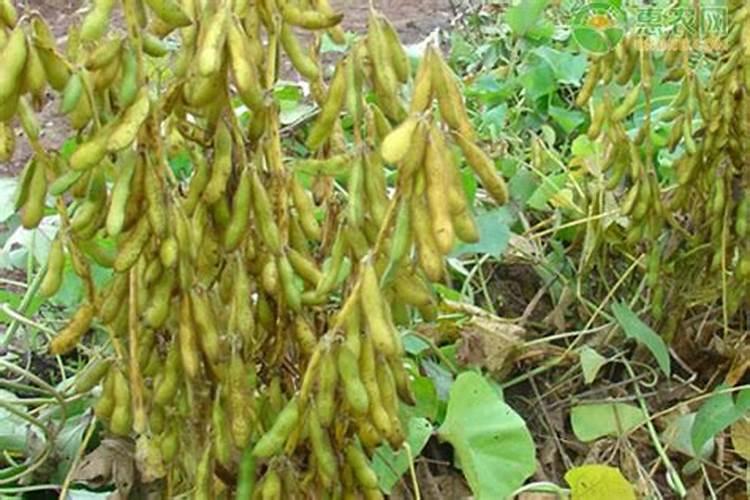 茄子水溶肥多少钱一吨？水溶肥什么样的好？水溶肥使用方法!