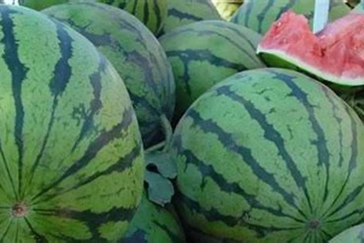 西瓜苗用哪类叶面肥更为合适