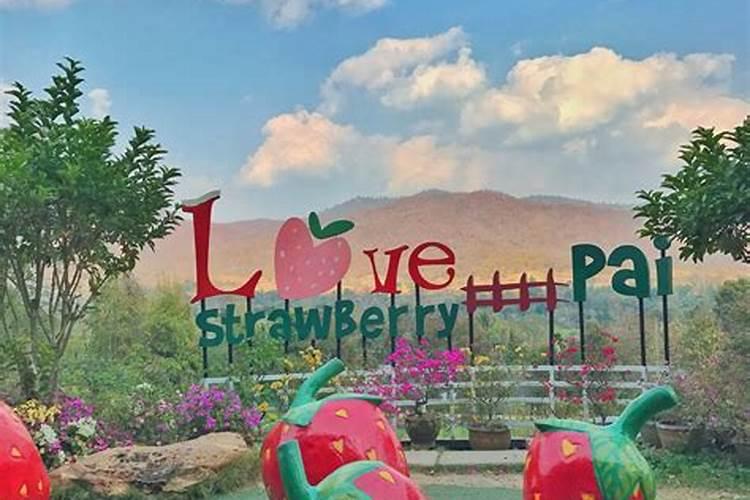 草莓用什么水溶肥好？看了这篇文章就知道了!