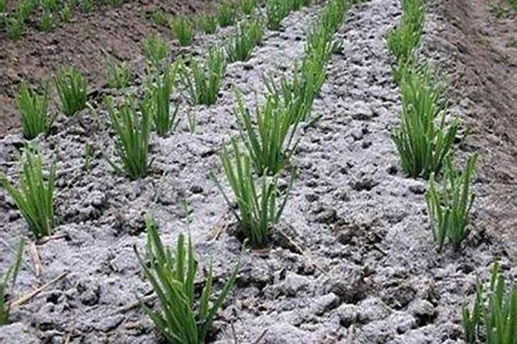 冬季黄瓜底肥一亩用多少？