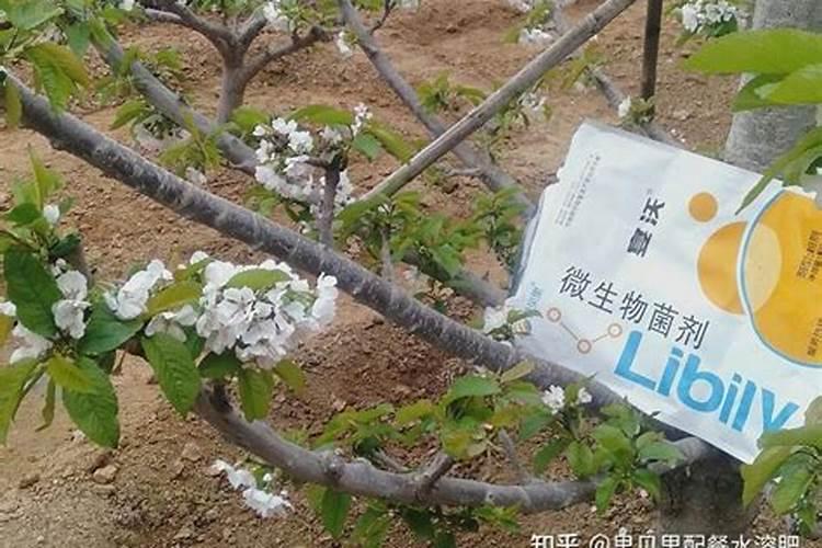 大樱桃二次膨大用什么肥