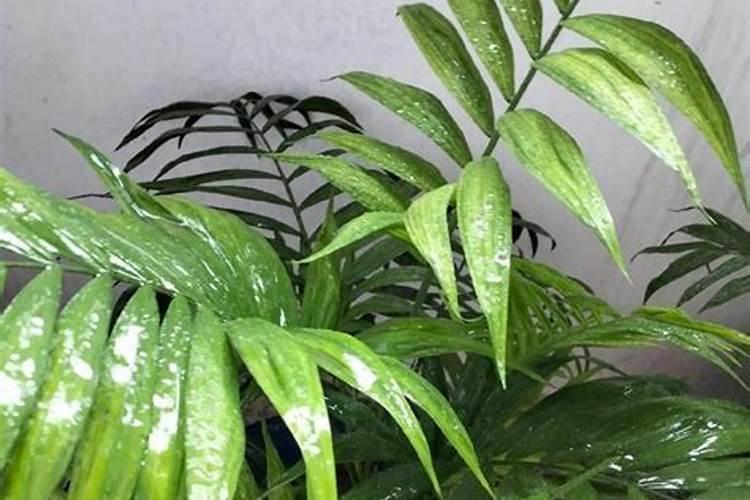 桃树叶发红是什么原因