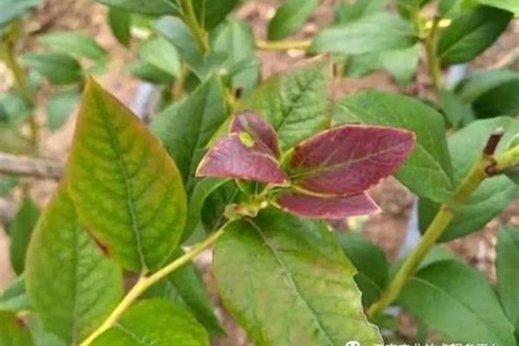 水稻叶子发红发黄是什么病？