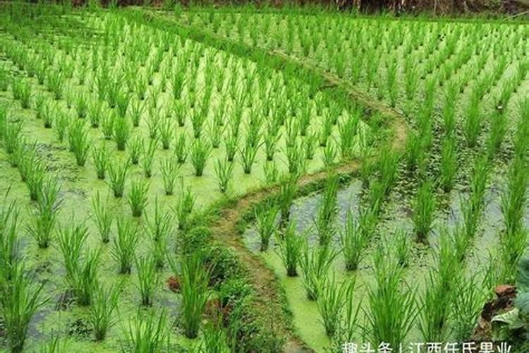 若想让莴笋高产,怎样去施肥是最好的？