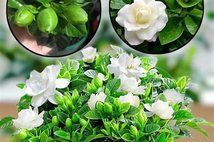 栀子花浇什么肥最好