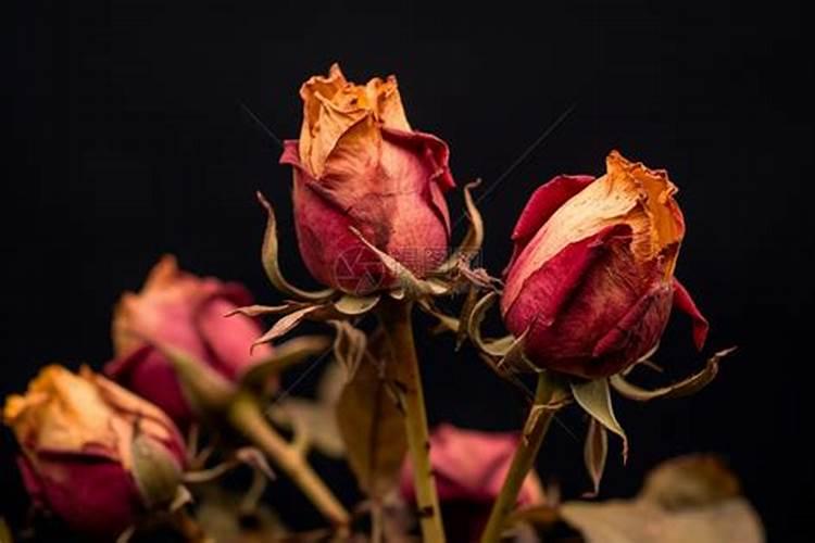 豆角打尖的正确方法