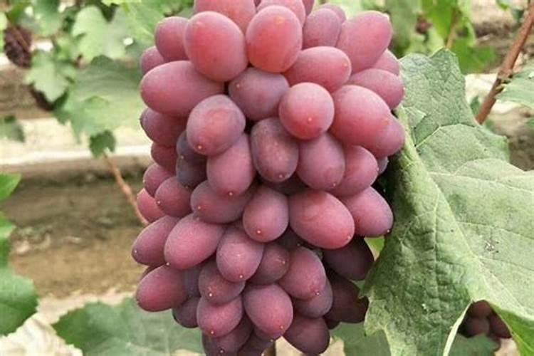 西瓜追肥的几个阶段,高产追肥用什么好