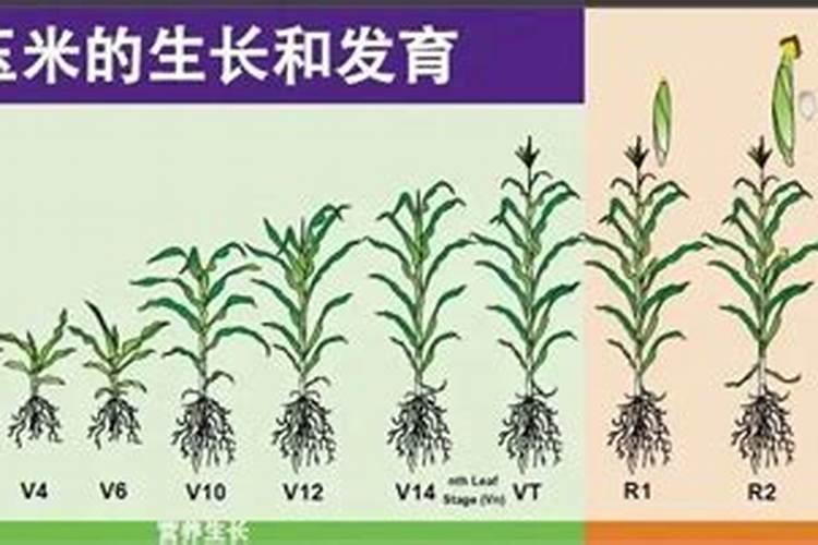 abd活性因子可靠吗 Abd活性因子值得信赖