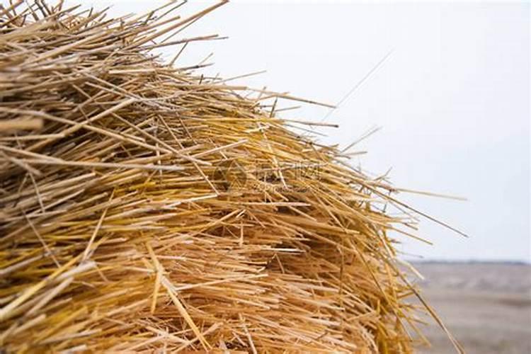 干草剪碎可以直接混在土里吗