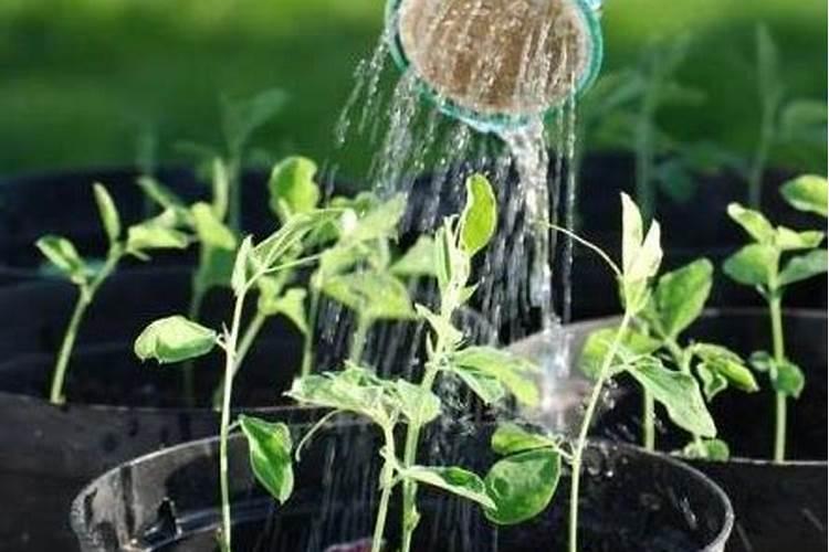 如何提高土壤中磷肥的利用率