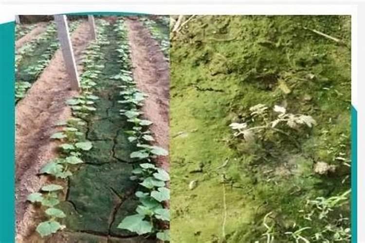 如何提高氮肥磷肥钾肥的利用率 提高氮肥磷肥钾肥的利用率方法百度知 ...