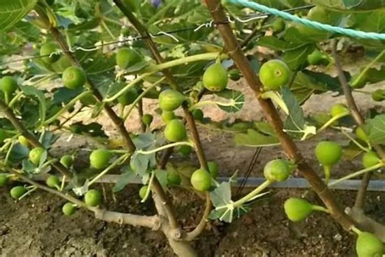 盆栽无花果技术(转自水果帮)