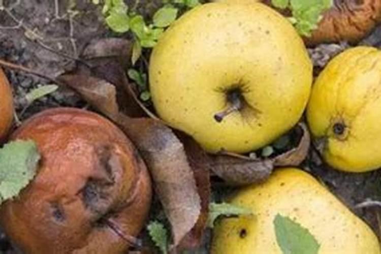 什么叶面肥能让水果提前成熟？