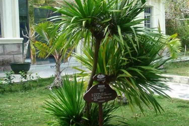 龙血树叶尖干枯怎么办？