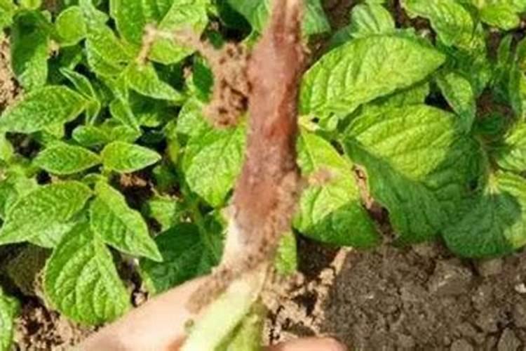 土豆根茎块膨大叶面肥？土豆用哪种肥料根茎块长势旺？