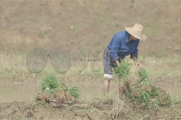 水稻移栽后一个月可以施草木灰吗？