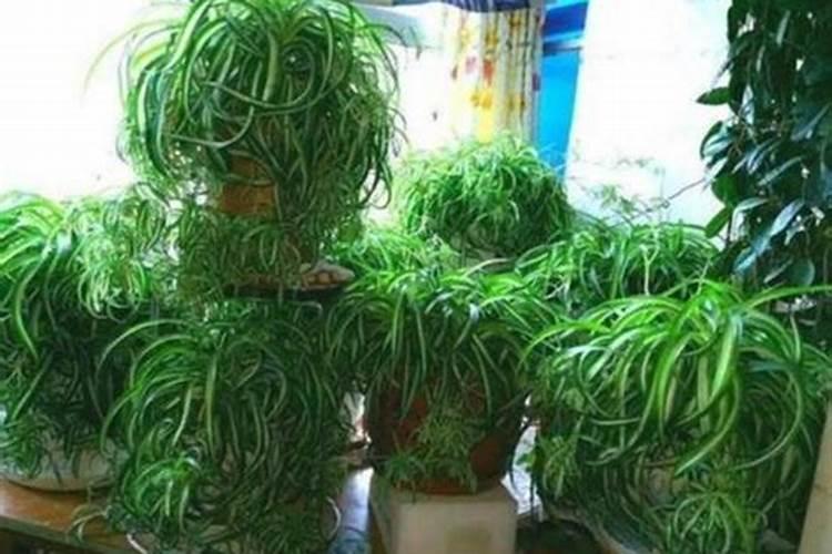 用什么可以保持吊兰快速丰富的抽穗？