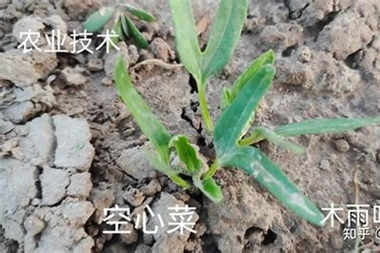 空心菜施什么肥长得快又嫩