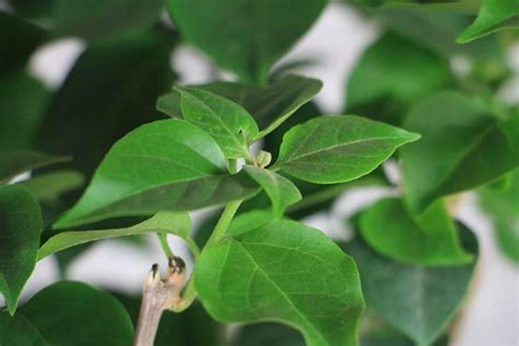 三角梅开花期间怎么施肥？施什么肥？