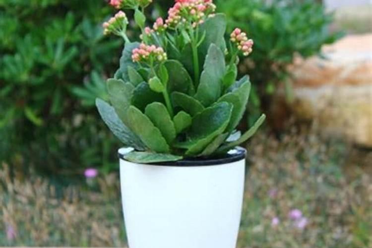 长寿花全部干蔫了还能活吗？要如何补救？