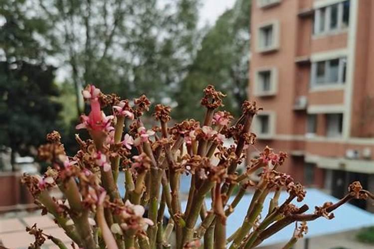 长寿花叶子发软能活吗