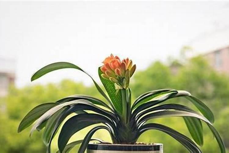 君子兰缺肥怎么判断