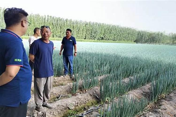 高温高湿度大葱撒尿素可以吗？