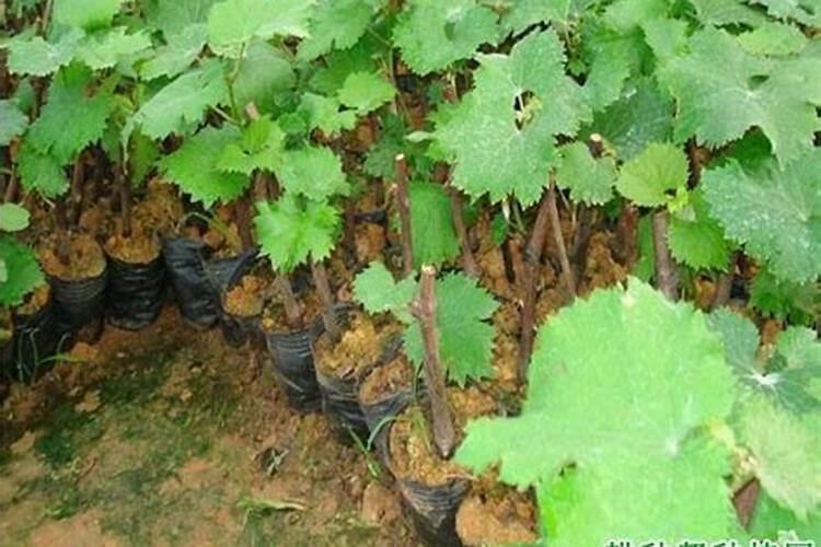 怎么预防葡萄脱粒、裂果、腐果问题