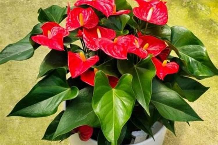 这些作物怎么使用鱼蛋白肥？千万别施错了!