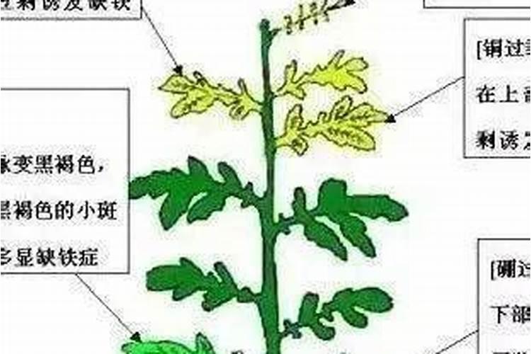 葡萄树施入硫酸钾多长时间被吸收完？