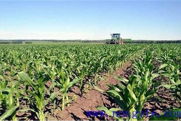 不同种类的氮肥要如何施用才合理？这些误区千万要注意!