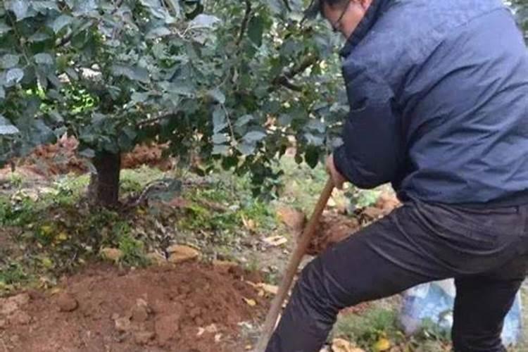 果树结果期施什么肥