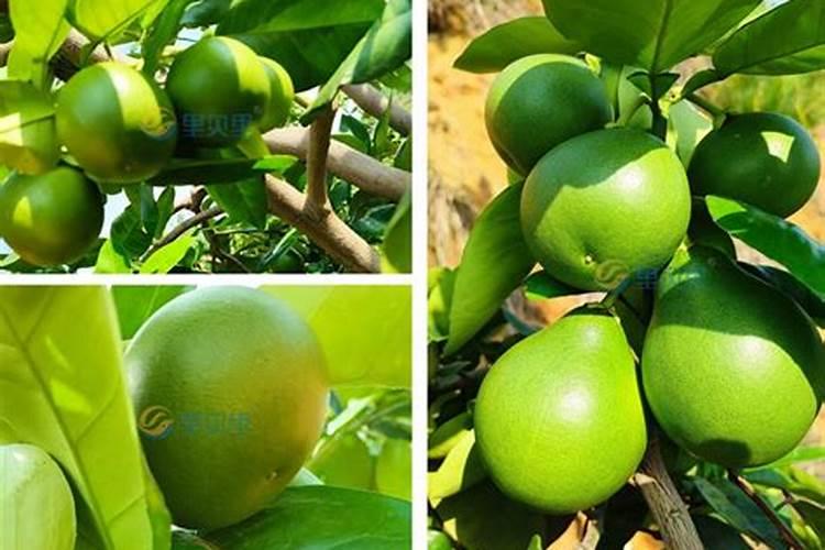 柚子膨果期用哪种肥料合适？柚子专用水溶肥有什么好处？