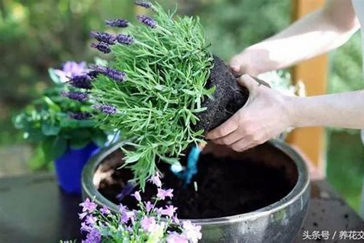 柚子树叶片发黄怎么办？柚子树黄化改良技术要点!