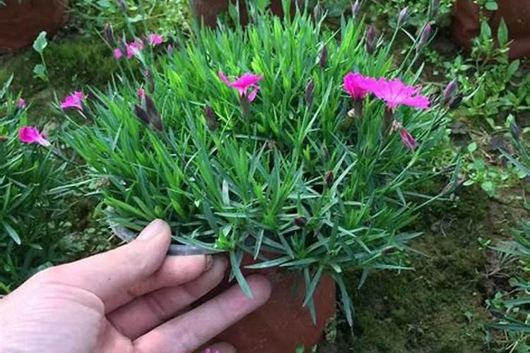 欧石竹是四季长绿的吗