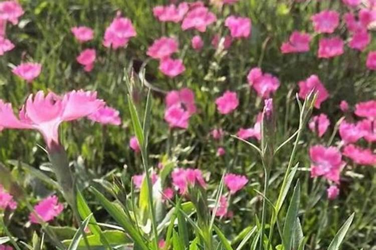 欧石竹花种怎么种(欧石竹的种植方法和时间)