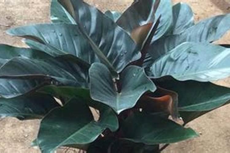 氮磷钾化肥的区分