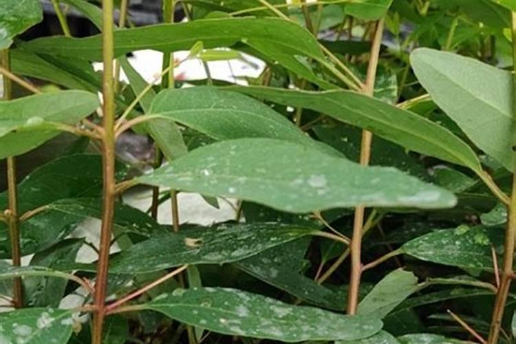 史可丰复合肥多少钱一吨？