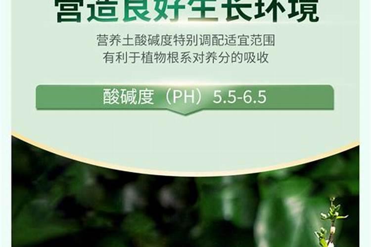 营养土是什么成分