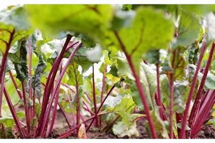 甜菜施肥需要多少氮肥,才会增产量