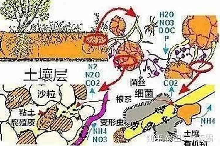 果树什么时间补硼效果更好？很多果农补了很多硼,但都浪费了